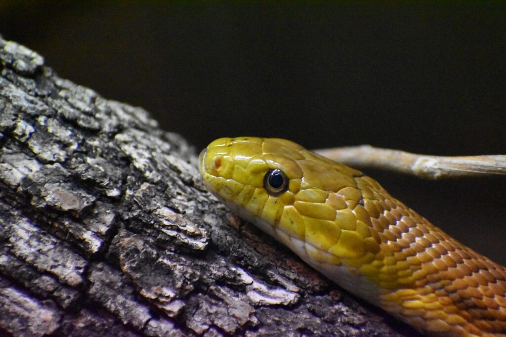 everglades rat snake, one animal, snake-7369562.jpg