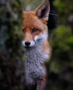 fox, canine, red fox