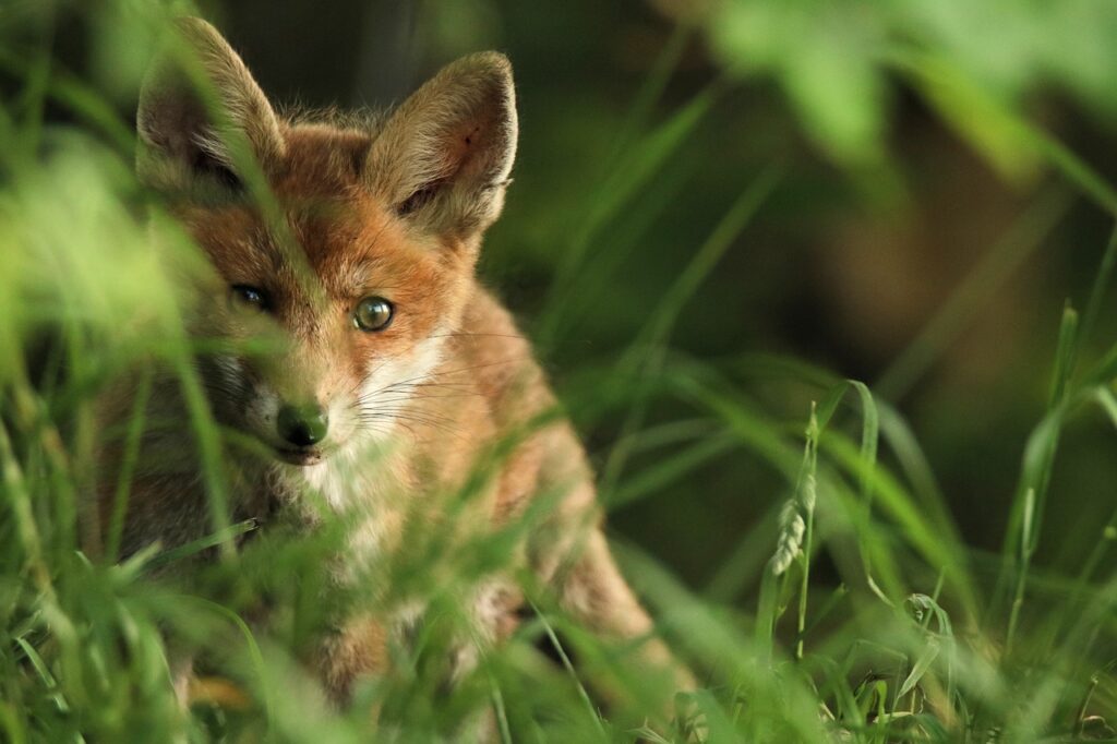 fox, puppy, young