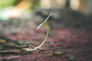 A delicate seedling sprouting from the soil symbolizes growth and new beginnings.