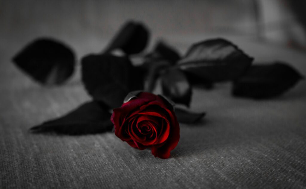 Stunning close-up of a red rose on a dark fabric background with selective color effect.
