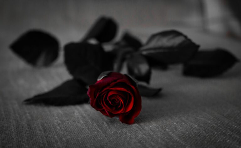 Stunning close-up of a red rose on a dark fabric background with selective color effect.